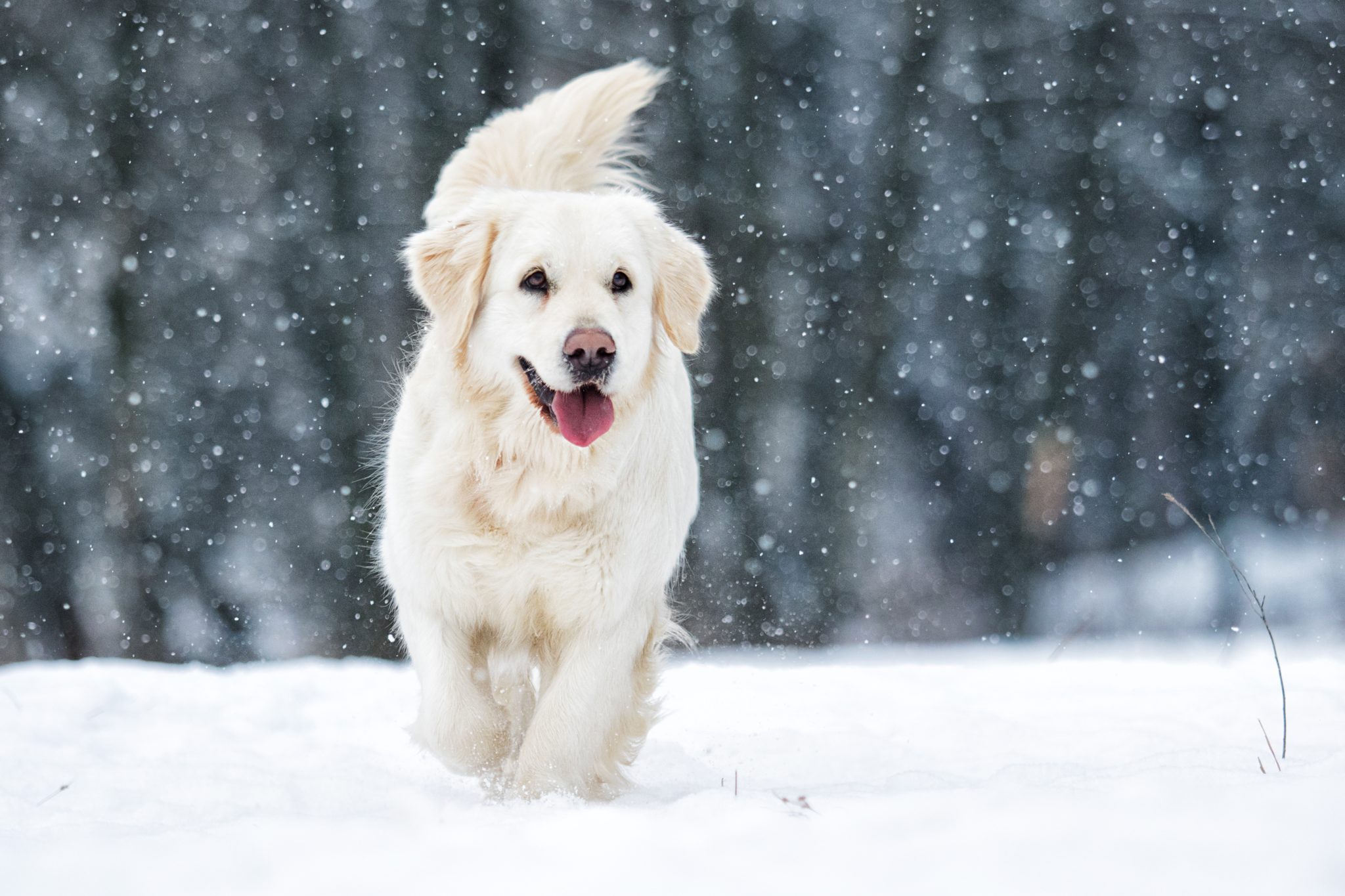 how-cold-does-it-have-to-get-for-fleas-to-die-j-b-pet-source-powered